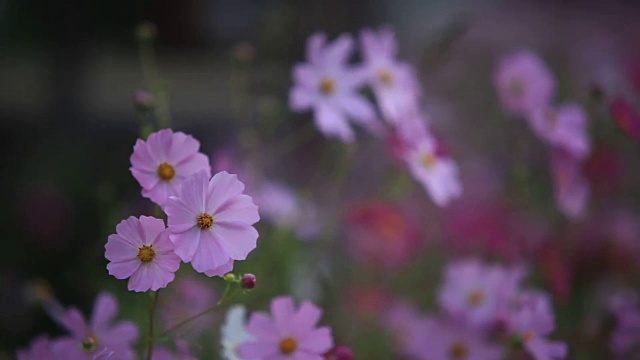 宇宙花风粉红花瓣视频下载