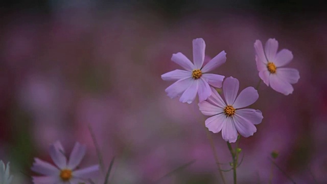 宇宙花风粉红花瓣视频下载