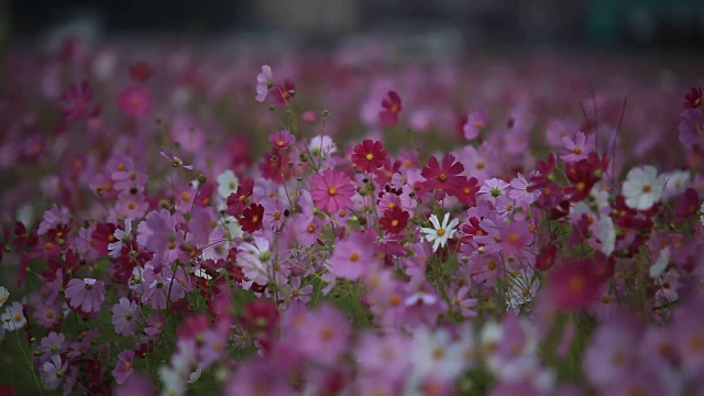 宇宙花风粉红花瓣视频下载