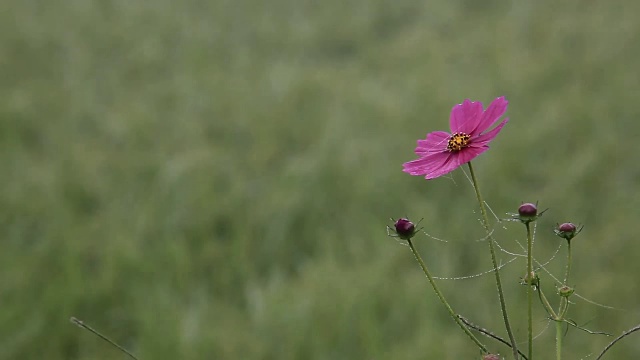 秋日的宇宙花瓣呈粉红色视频下载