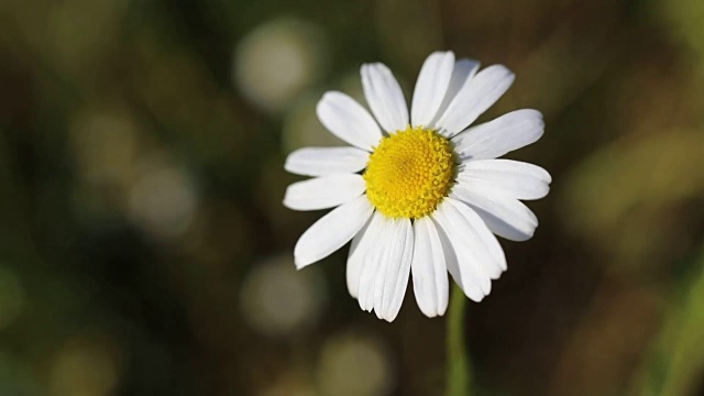 雏菊花一特写花园视频素材