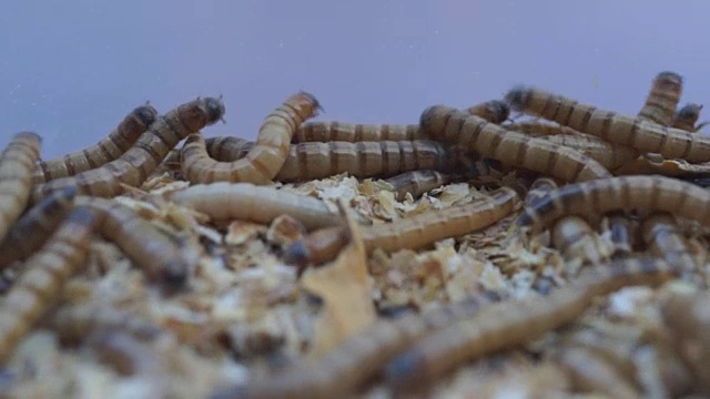 粉虫是黄粉虫(Tenebrio molitor)幼虫的通称，这些蠕虫在白色背景上的托盘里，视频素材