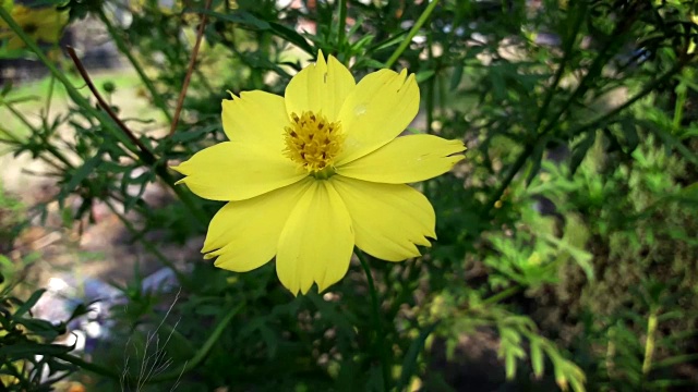 花园黄花自然视频下载