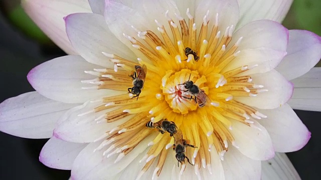 蜜蜂从莲花中采集花蜜和花粉视频素材