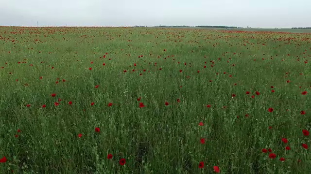 天线。场与罂粟花视频素材