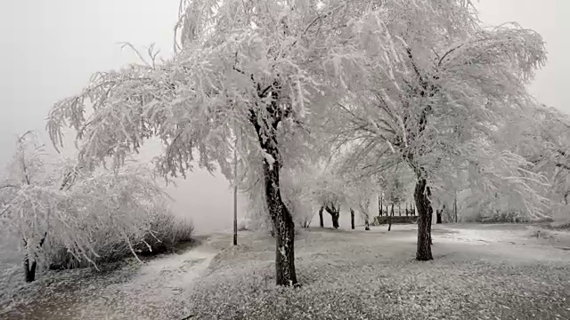 超现实主义的空地。天气多风，树上结满了白霜视频素材