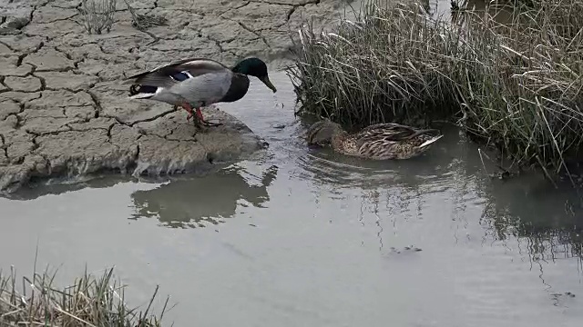 德国瓦登海公鸭在水中进食视频素材