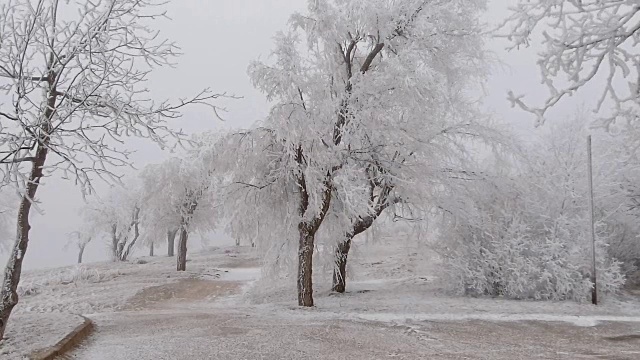 超现实主义的空地。天气多风，树上结满了白霜视频素材