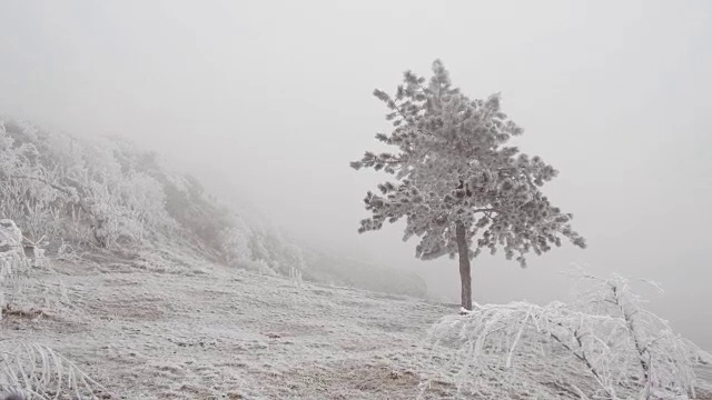 孤独的山松在白雪覆盖的山坡上视频素材