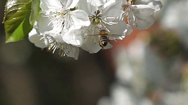 蜜蜂在春天的花朵上采蜜。慢动作视频素材