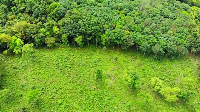 美丽的鸟瞰图，山上森林里的绿树视频素材