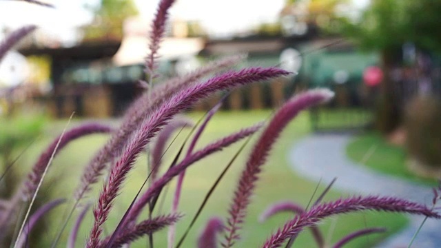 草随风吹花视频素材