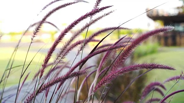 草随风吹花视频素材