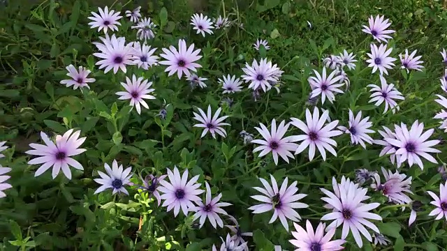 雏菊在花园里视频素材