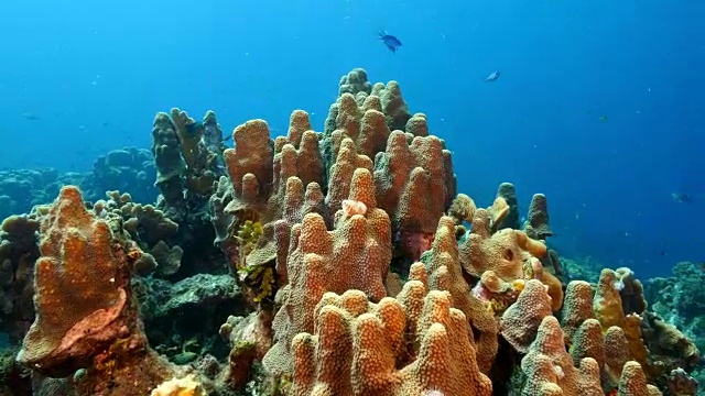 在库拉索岛周围的加勒比海珊瑚礁海景视频素材