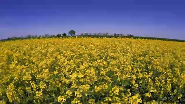 用淘金耙过油菜花田视频素材