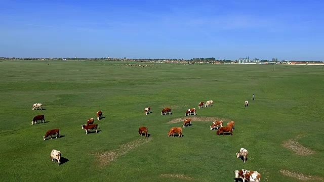 鸟瞰图奶牛放牧在农田-无人机镜头视频素材