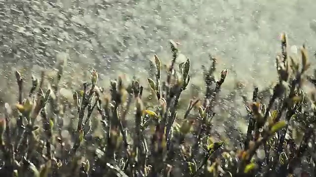 花园洒水车水滴视频素材