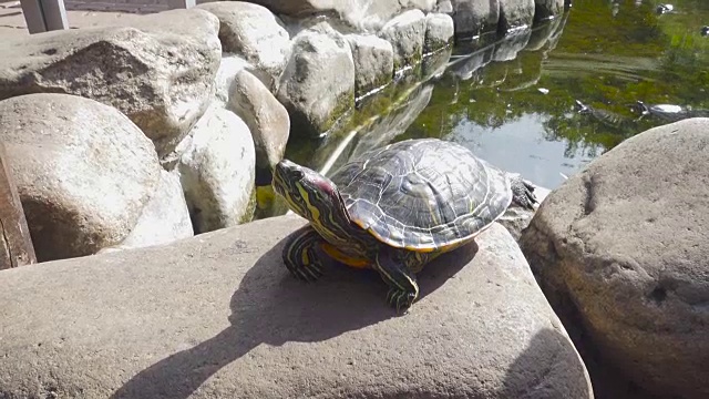 在一个阳光明媚的夏日，池塘滑石。视频素材