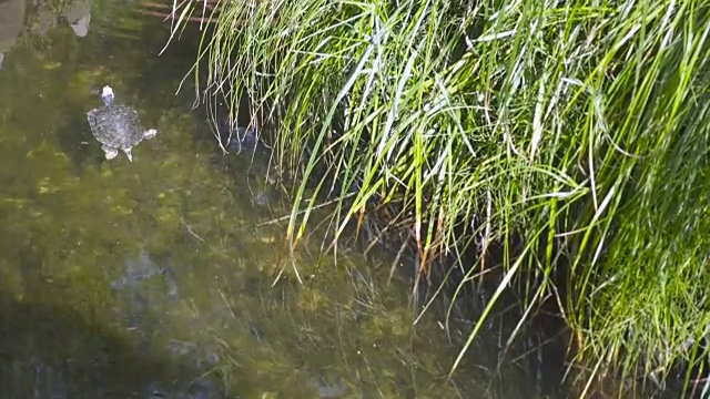 池塘滑块在阳光明媚的夏日的水里游泳。视频素材