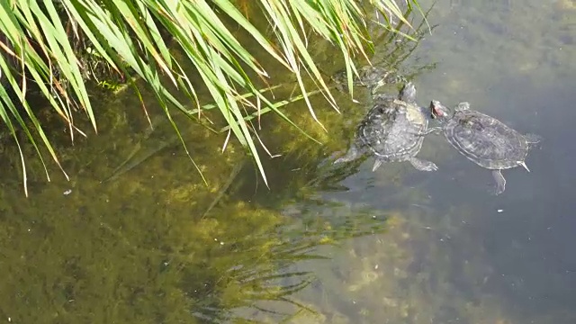 池塘滑块在阳光明媚的夏日的水里游泳。视频素材