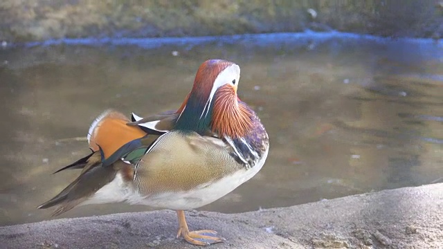 特写雄性鸳鸯(Aix galericulata)游泳，视频素材