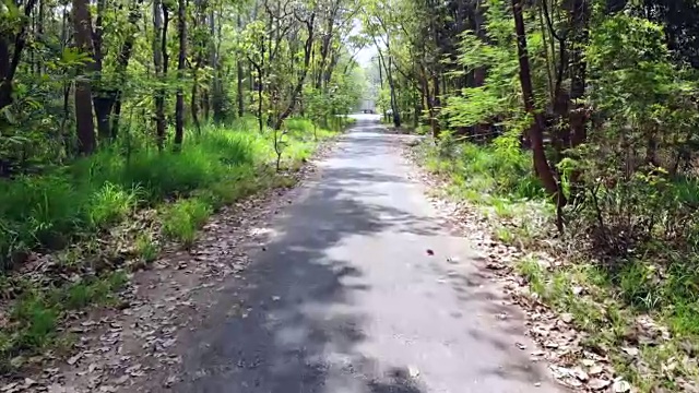 森林中的乡村道路视频素材