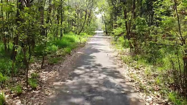 森林中的乡村道路视频素材