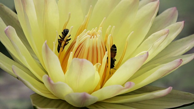 蜜蜂从莲花中采集花蜜和花粉视频素材