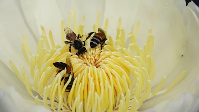 蜜蜂从莲花中采集花蜜和花粉视频素材