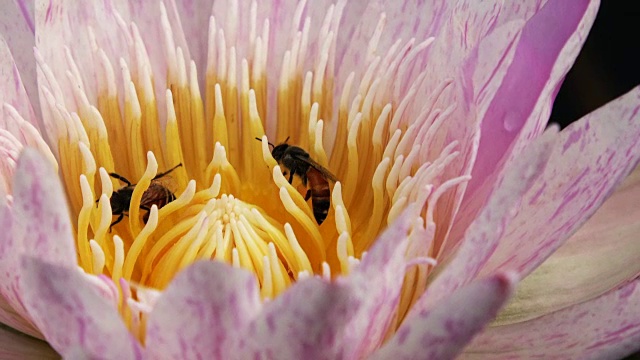 蜜蜂从莲花中采集花蜜和花粉视频素材