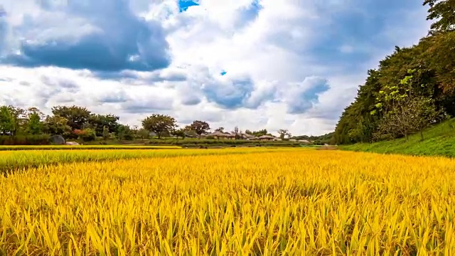 哈和村秋色稻田(联合国教科文组织世界遗产名录)视频素材