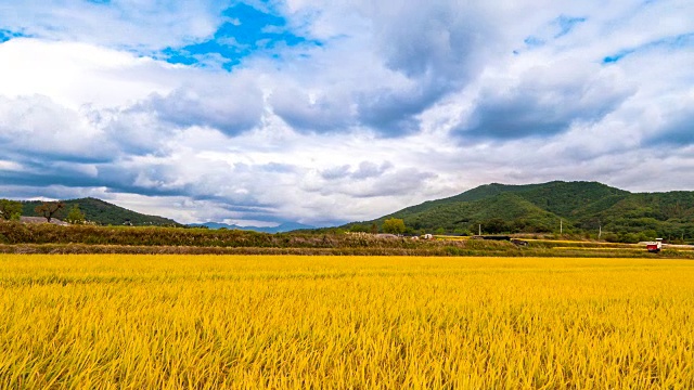 哈和村秋色稻田(联合国教科文组织世界遗产名录)视频素材