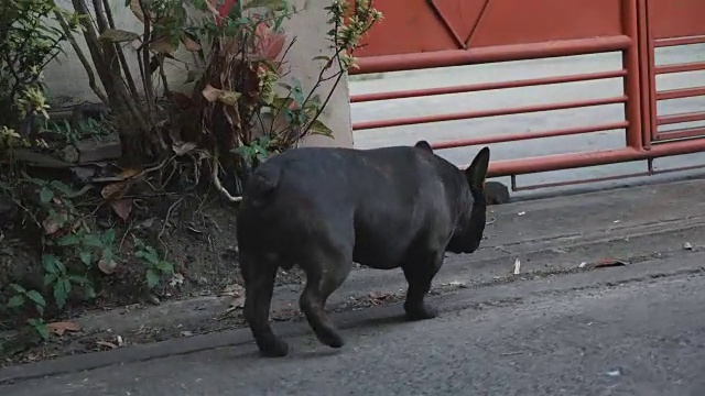 和一只法国斗牛犬在曼谷街头散步。视频素材