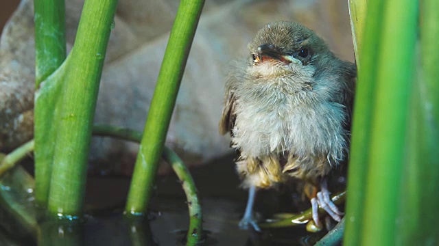 4 k:年轻的鸟视频素材