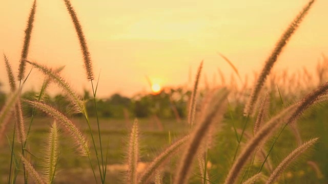 日落在风吹草花视频素材