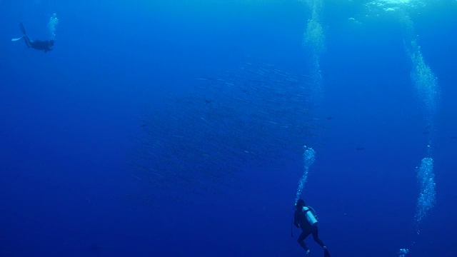 海下黑鳍梭鱼群视频素材