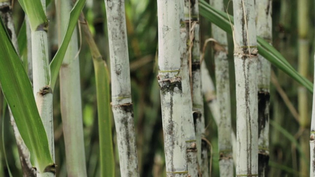 甘蔗种植视频下载