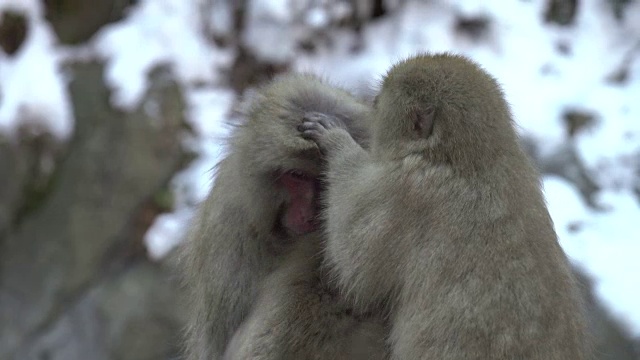 4k:雪猴一家视频素材