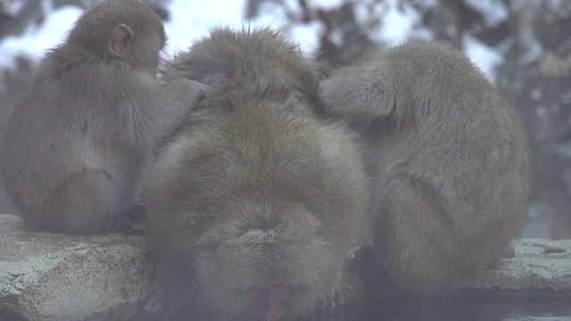 4k:雪猴一家视频素材