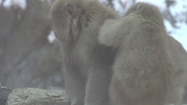 4k:雪猴一家视频素材