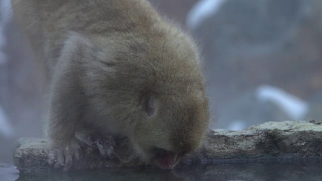 4k:雪猴一家视频素材