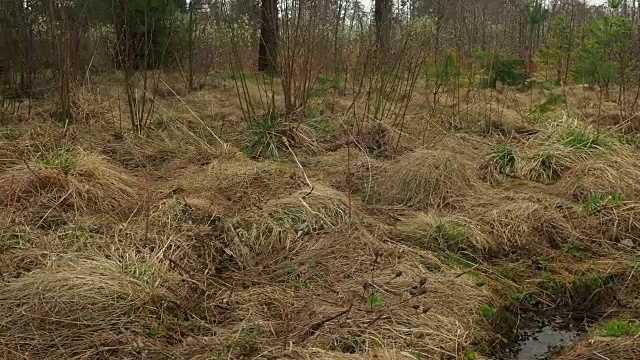 沼泽河岸视频素材