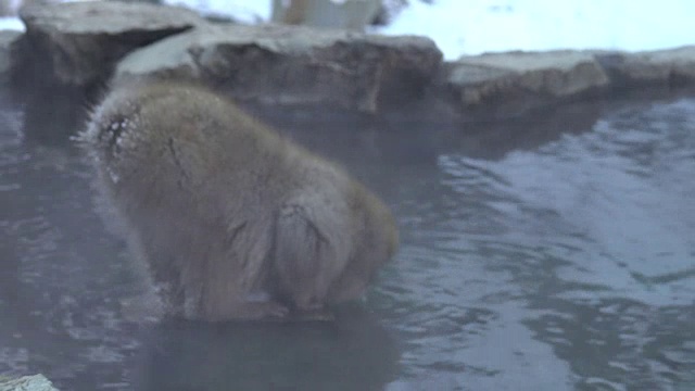 4k:温泉里的雪猴视频素材