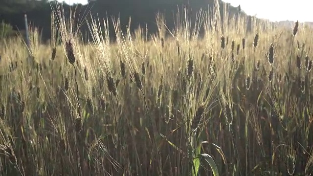 4K大麦田日落时，农业产业概念视频素材