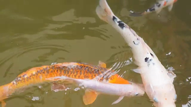 一群不同种类的锦鲤在池塘里游泳视频素材