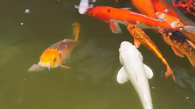 一群不同种类的锦鲤在池塘里游泳视频素材