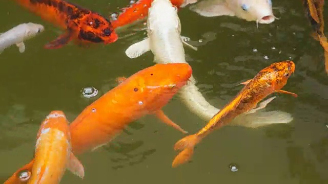 一群不同种类的锦鲤在池塘里游泳视频素材