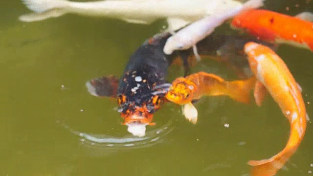 一群不同种类的锦鲤在池塘里游泳视频素材