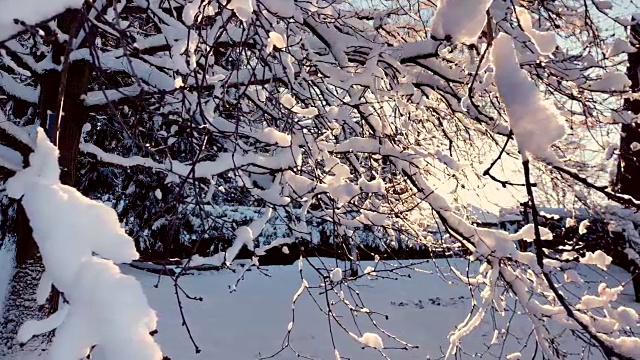 当太阳落山时，漂亮的树枝和厚厚的积雪落下视频素材